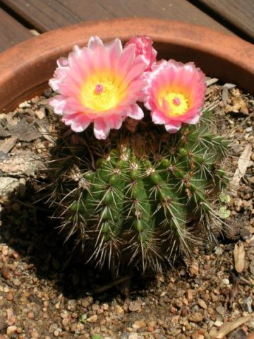 Parodia_herteri_1